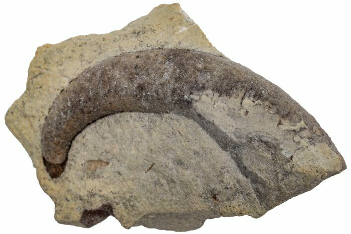 Ordovician Septate Gastropod (Ecculiomphalus) Fossil - Wisconsin #216408